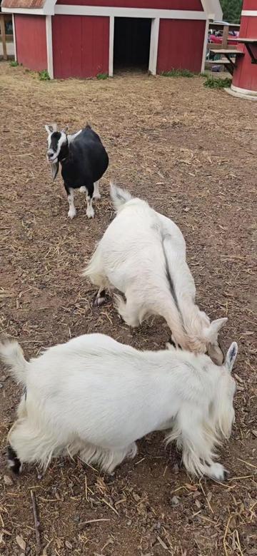 @KHUNDA FARMS