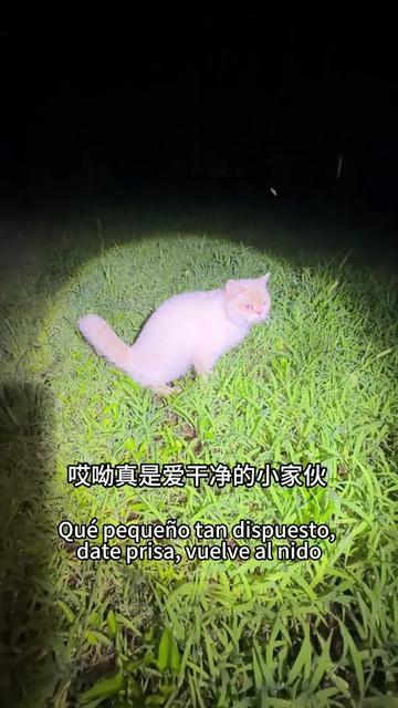 @小可爱猫猫们