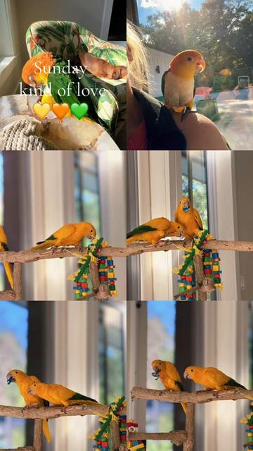 @Royal Bird Lady 💙