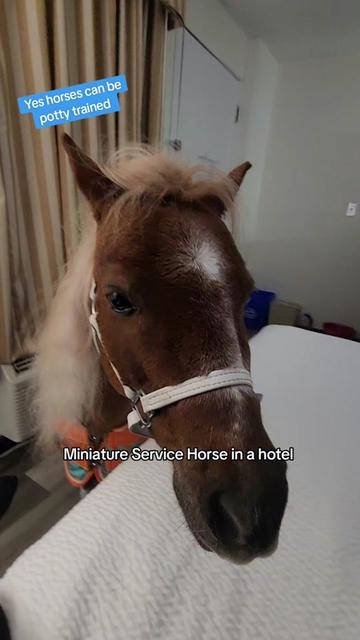@minihorsemomandtrainer🐴🐴🐴🐴