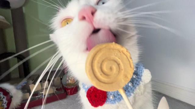 @TheFancyCatsWorld