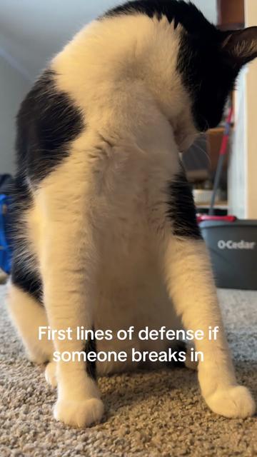 @Saul G 👾