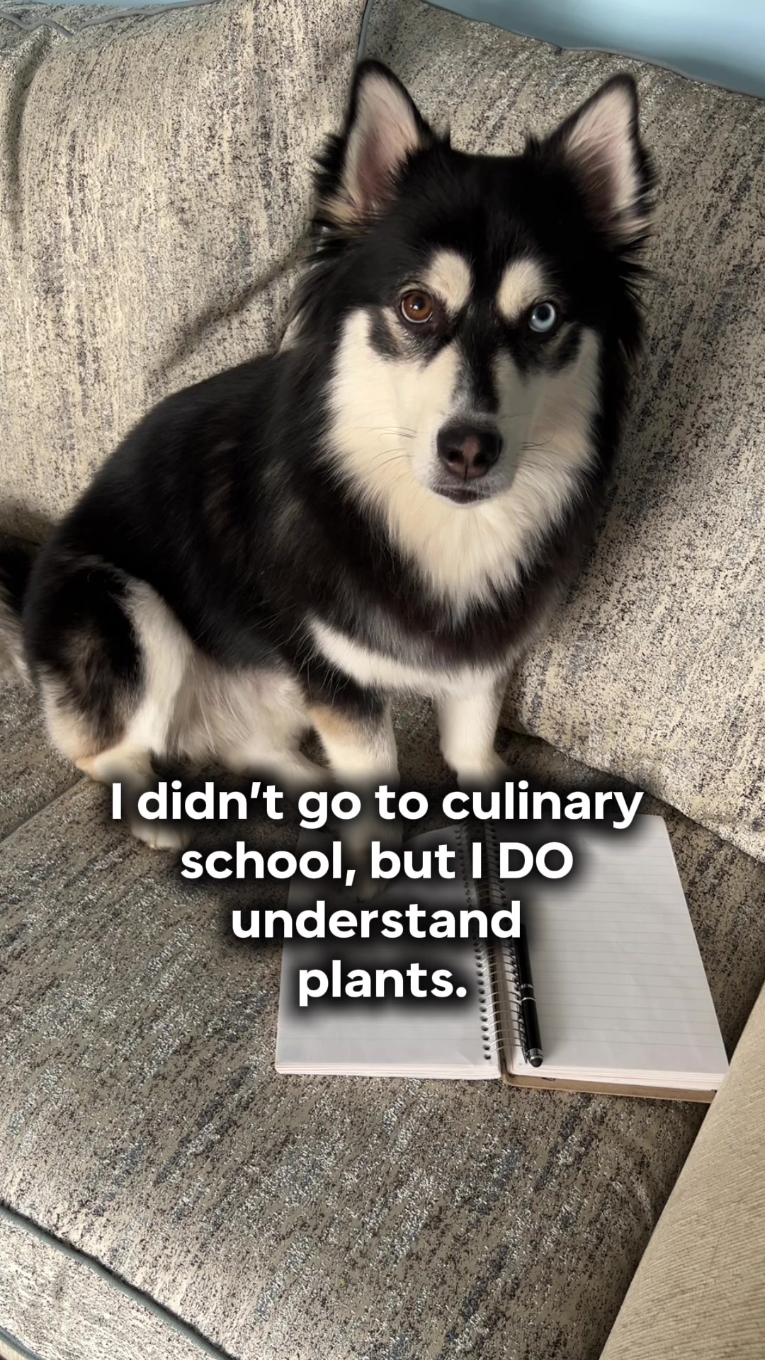@Zeus the Pomsky🐾