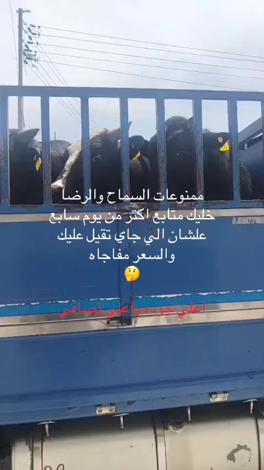 @shadymohamed3303
