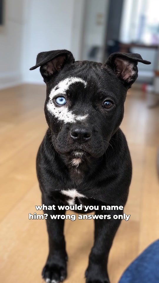 @moonfetches