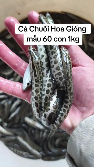 @Cá Chuối Hoa