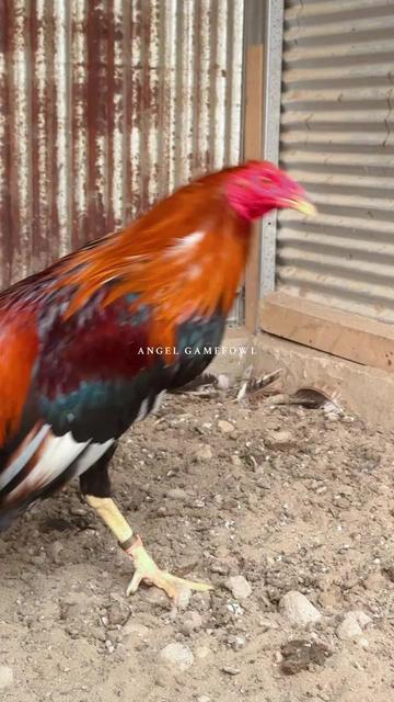 @angelsgamefowl88