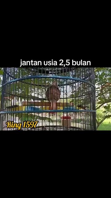 @ANTIQ BAROKAH