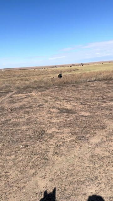 @McKinneyLandCattle