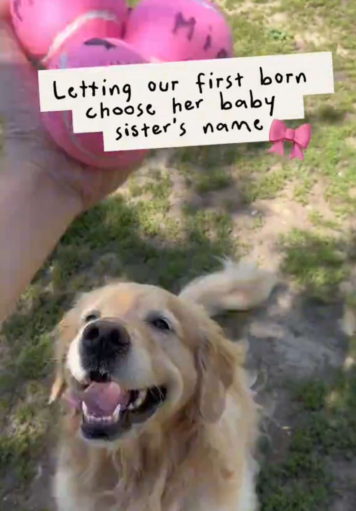 @Daisy & Maple the Goldens