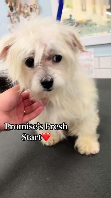 @desilynns_dogs