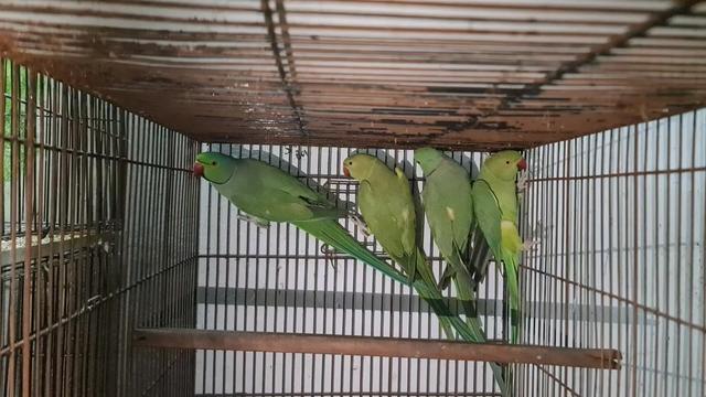 @ROYAL BIRD US