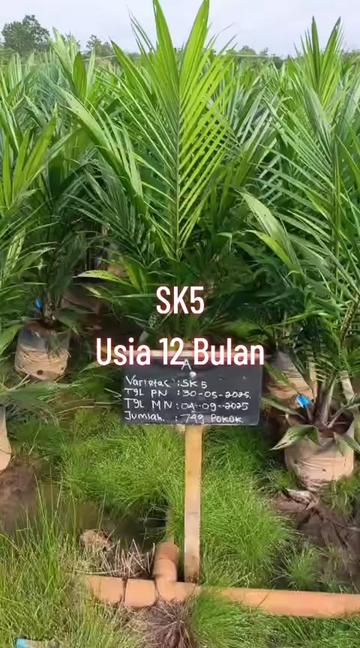 @BOS SAWIT