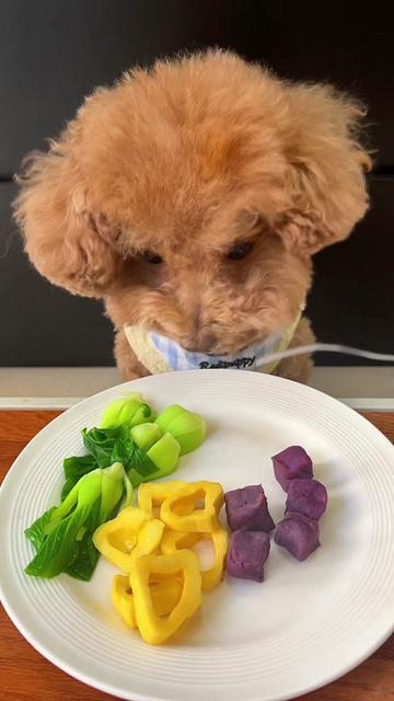 @dog eat