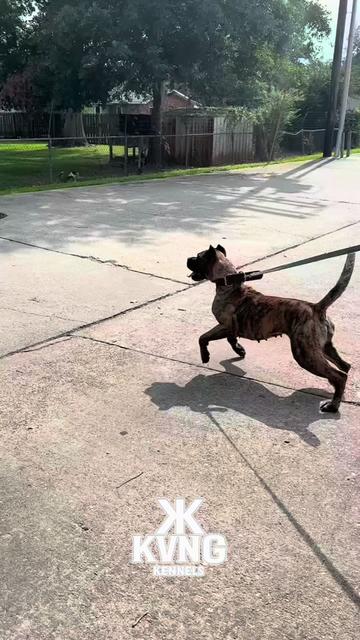 @KVNG KENNELS
