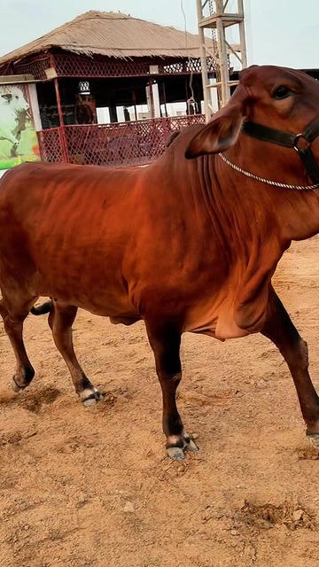 @Karachi Bull lovers