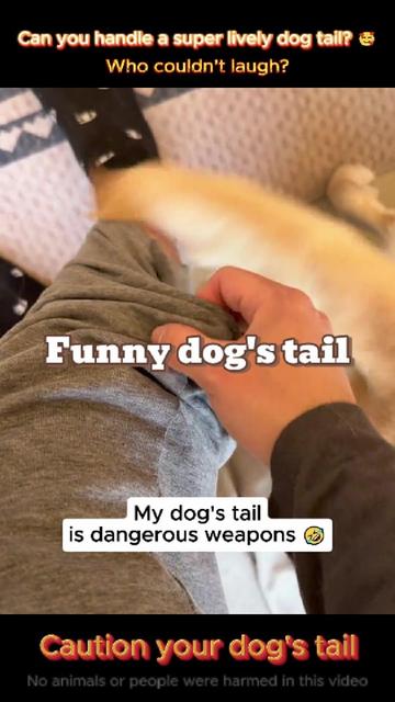 @pet.funny799