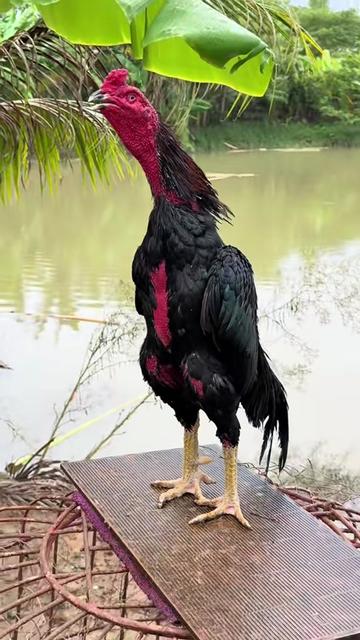 @Quốc khánh