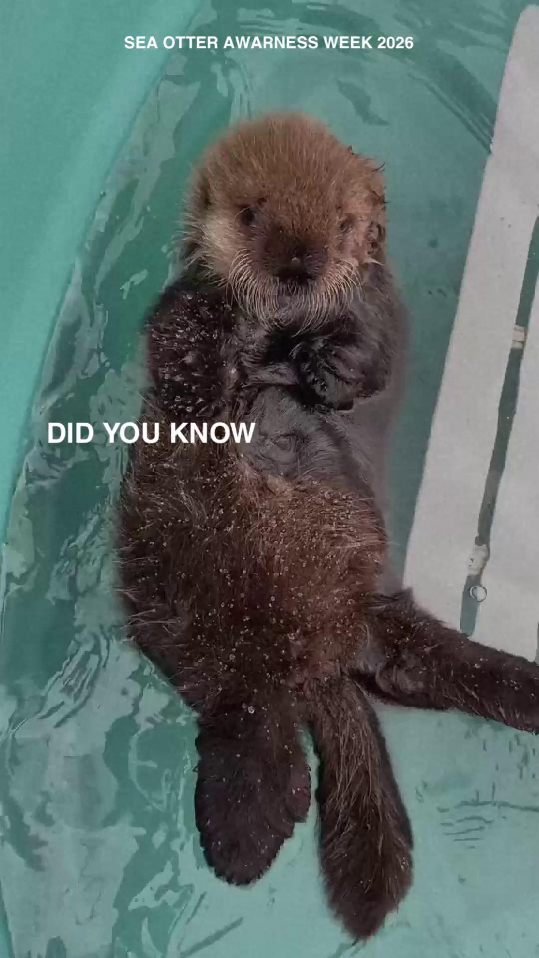 @Marine Mammal Rescue Society