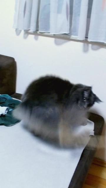 @Manny der Strizzikater
