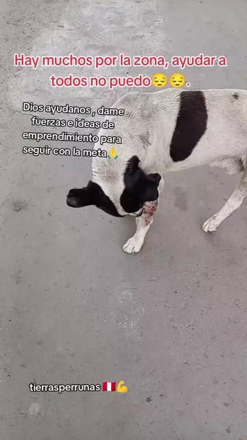 @Asociación T.Perrunas🐕🐈🇵🇪