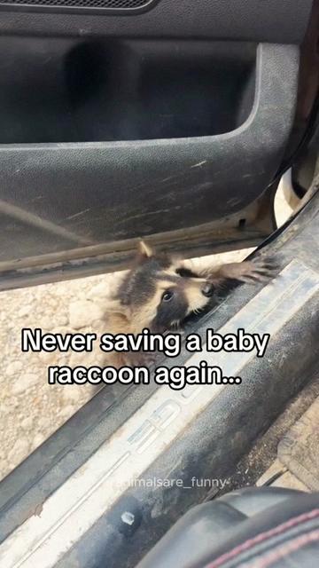 @Funny animals 😹🐶🇺🇸