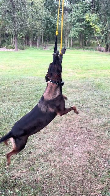 @K9peacekeeper