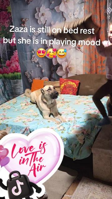 @Wellness for Pet