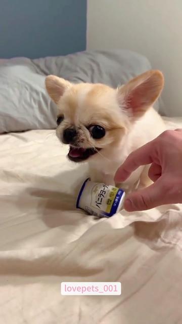 @lovepets_001