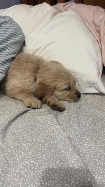 @HighCountryRetrievers