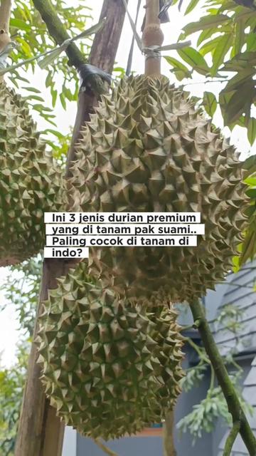 @LADIN ECOFARM STORE