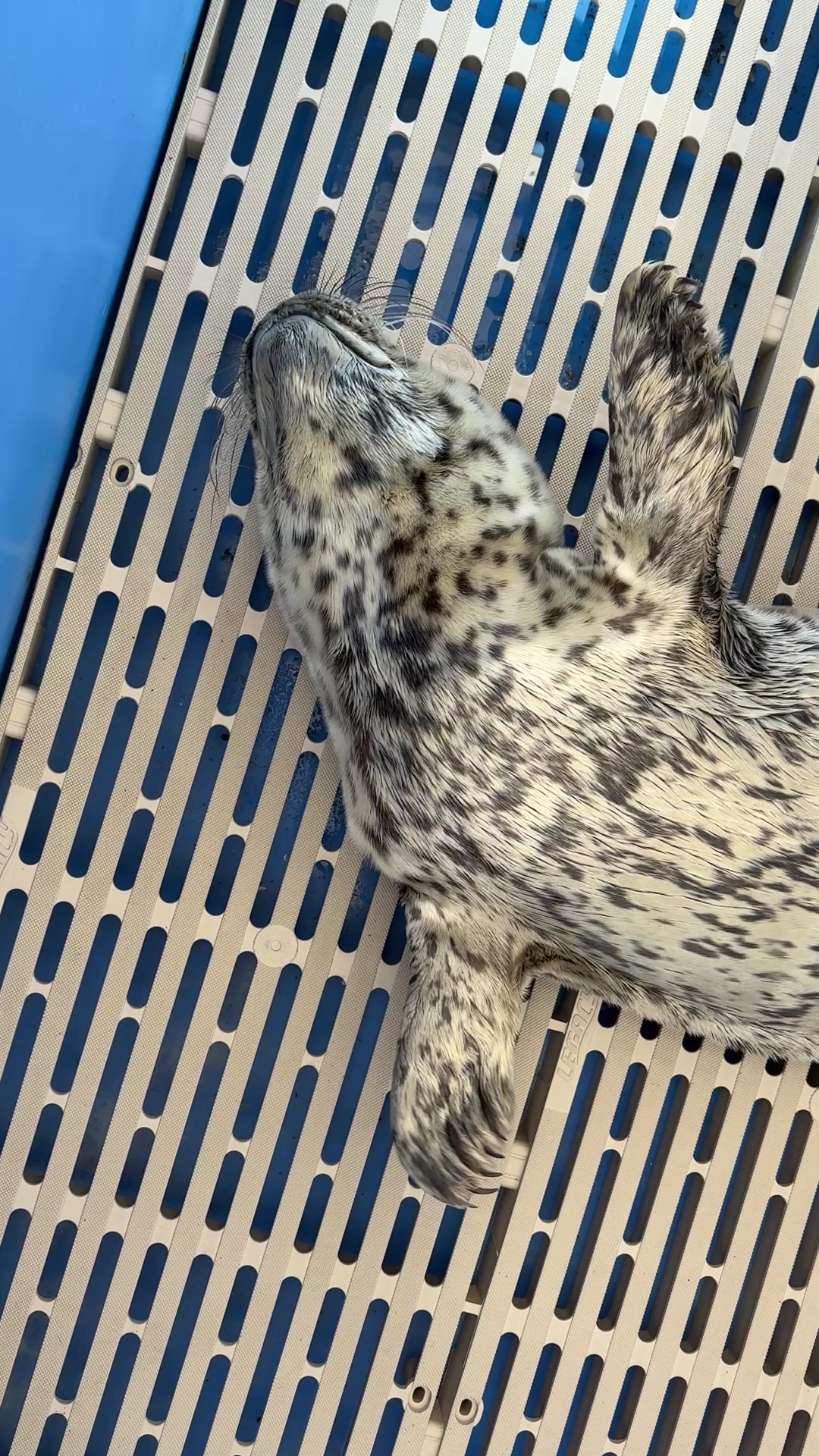 @Marine Mammal Rescue Society