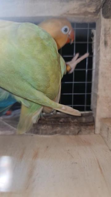 @ROYAL BIRD US