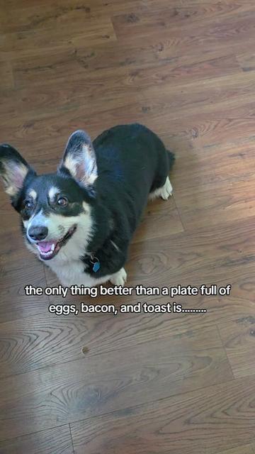 @Chelsea | Corgi Mom 🐾