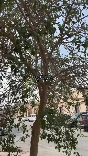 @عبدالله التميمي