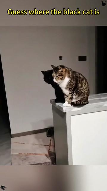 @funnyanimalvideo99