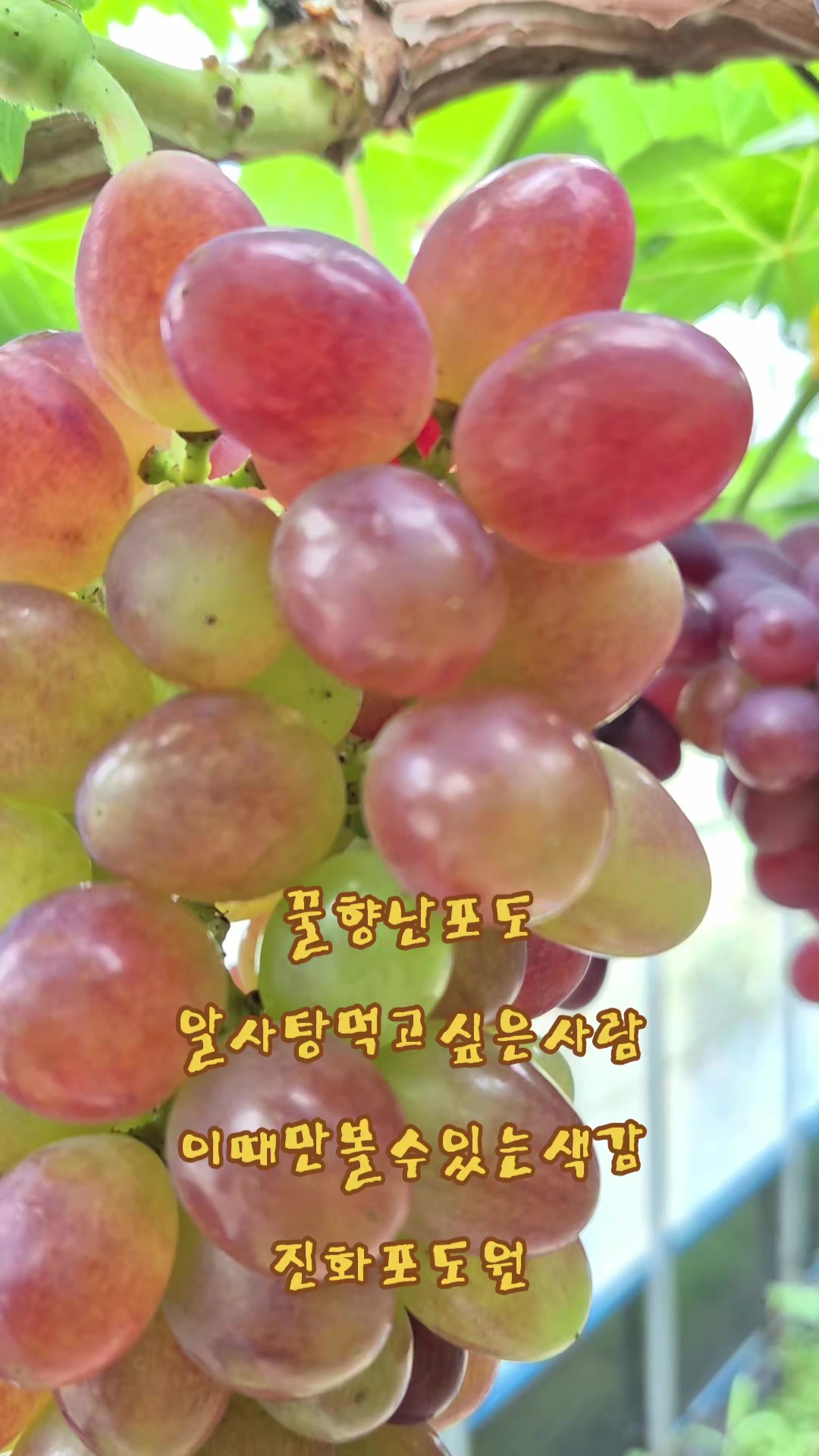 @진화포도원