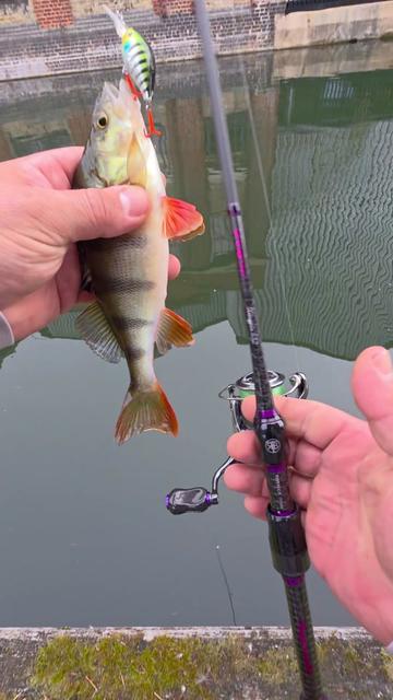 @BF Angler