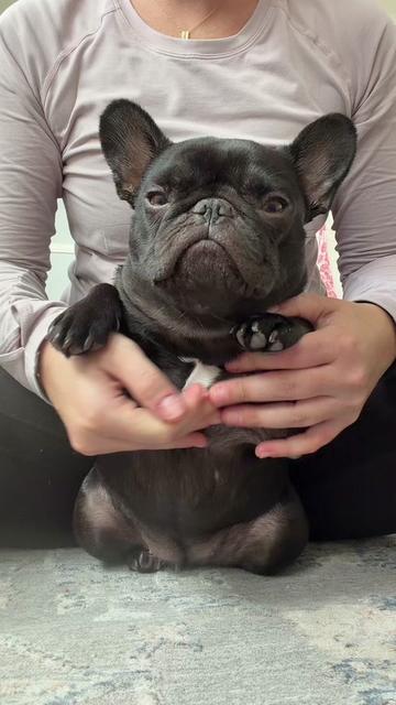 @Mabel the Frenchie