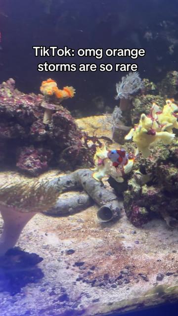 @Tadpole the Frogfish 🇨🇦
