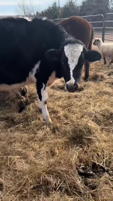 @Billy The Bad Ass Horse