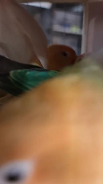 @ROYAL BIRD US