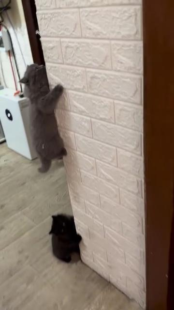 @Chonky World Of Cats