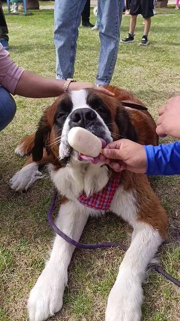 @Doggy Cream