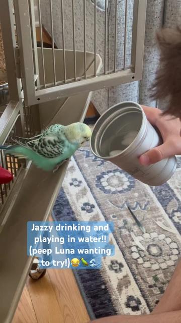 @The budgie trio