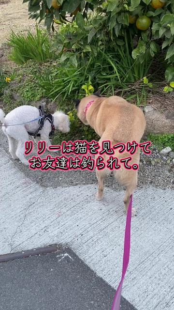 @島犬リリーのtikdog