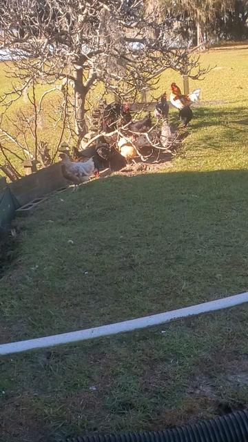 @Our Family Farm