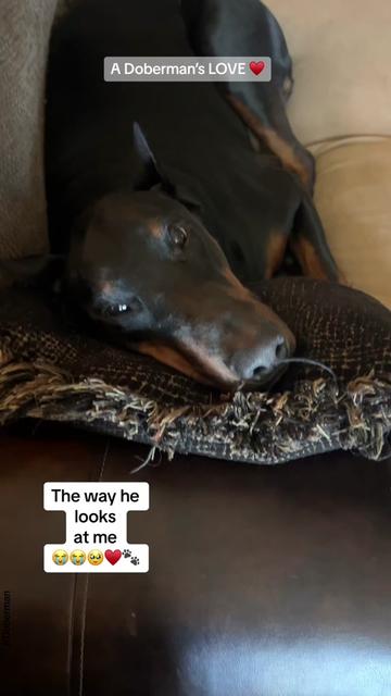 @Tiny Bear & Tiny Horse
