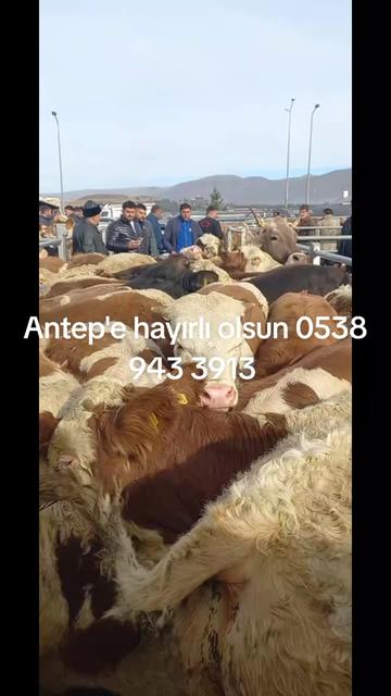 @tekin75aras2