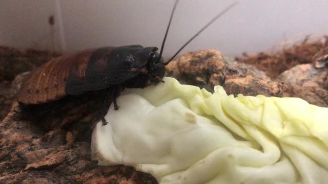 @フラッペ🍨